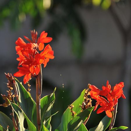 Adosado La Tabaiba Villa San Miguel de Abona Luaran gambar