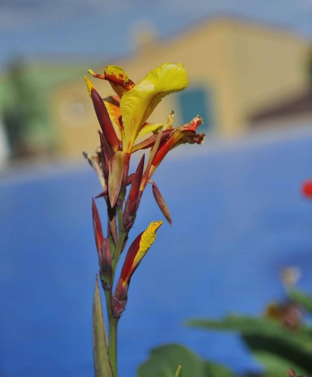 Adosado La Tabaiba Villa San Miguel de Abona Luaran gambar